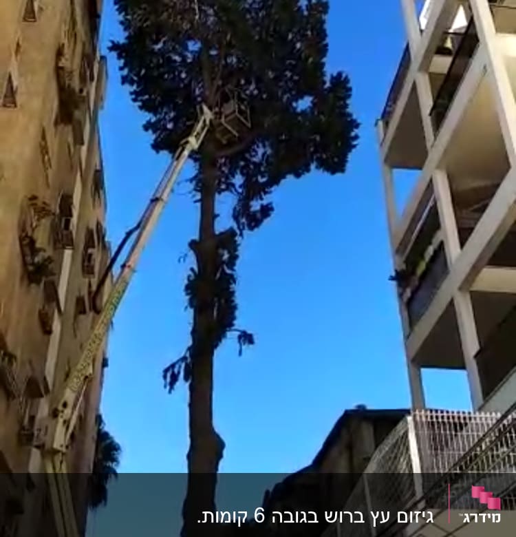 עץ גבוה עם מנוף גיזום לידו